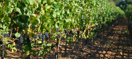 Pinot Noir Grapes on the Vine