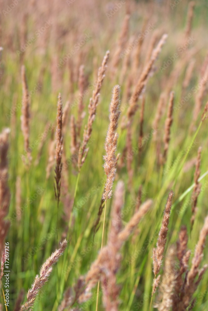 Feather grass