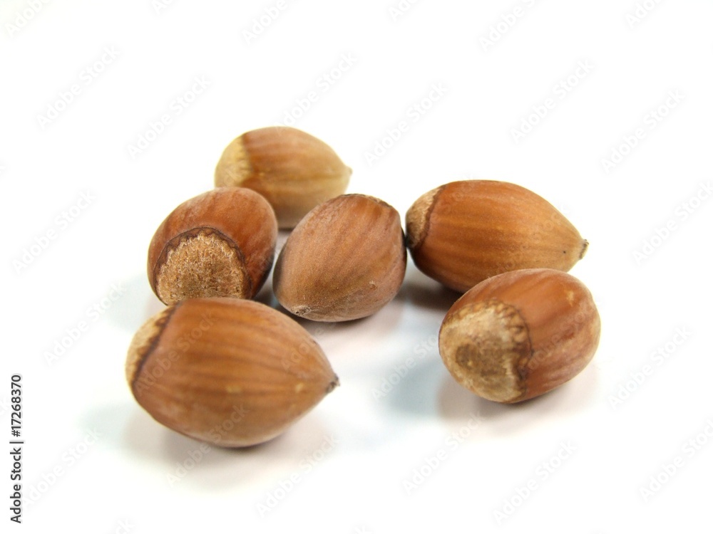 hazelnut hazelnut