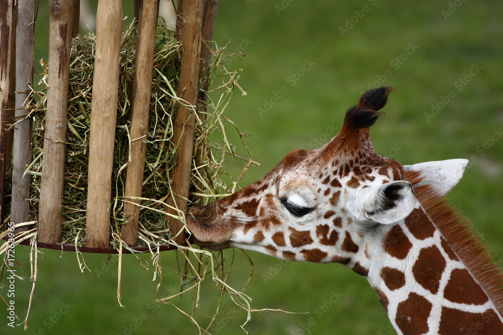 Naklejka premium Eating out of a basket