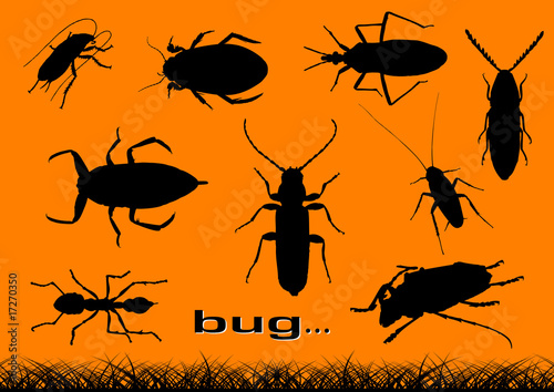 bugs photo