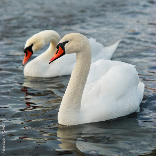 White swans.