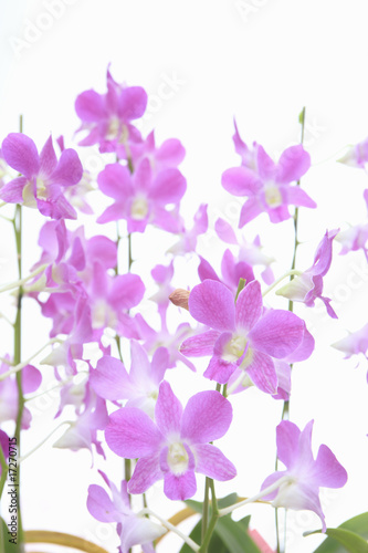 デンドロビューム