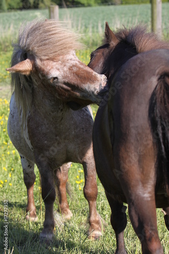 Shetlandpony photo