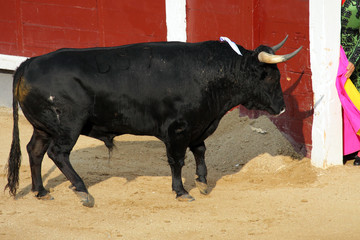 Poster Stierenvechten Matador en stier in gevecht  © erllre