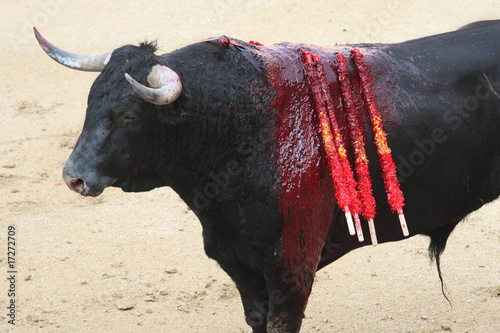 bullfight photo