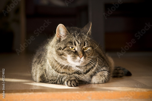 Big cat