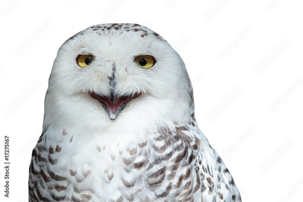 Fototapeta premium Snowy owl (Bubo scandiacus)