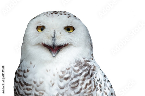 Snowy owl (Bubo scandiacus) © lightpoet