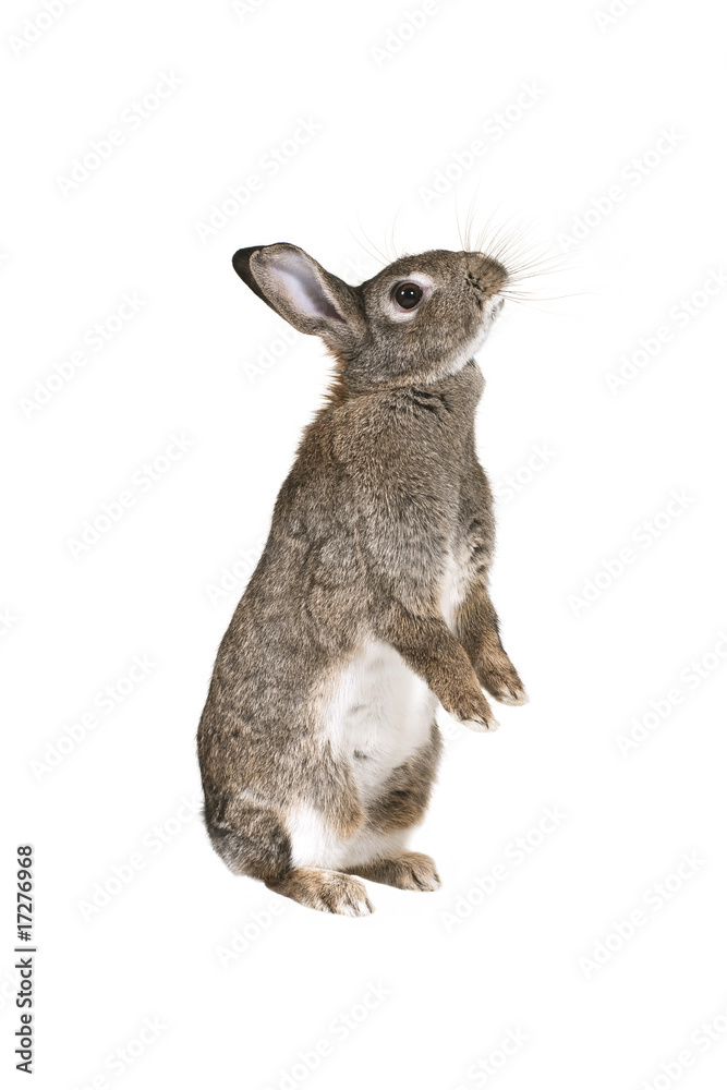Fototapeta premium The .rabbit standing on hind legs