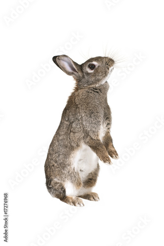 The .rabbit standing on hind legs