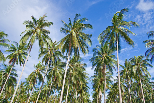 Coconut tree garden, south of Thailand