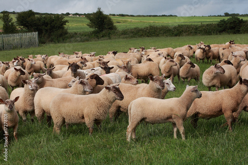 troupeau de moutons