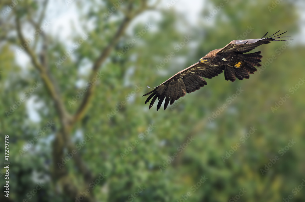 Obraz premium Raubvogel 10.1