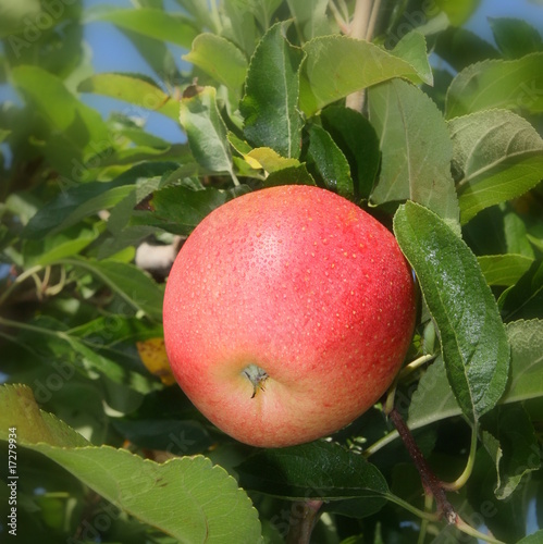 Pomme fraîche photo