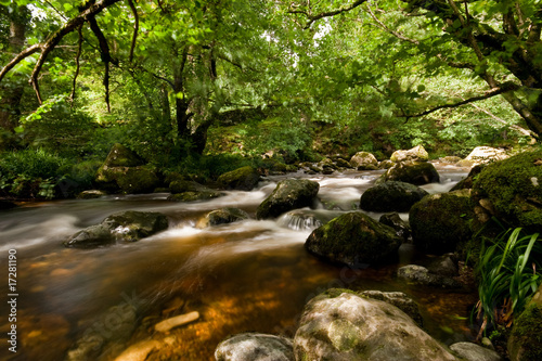 A Woodland Stream