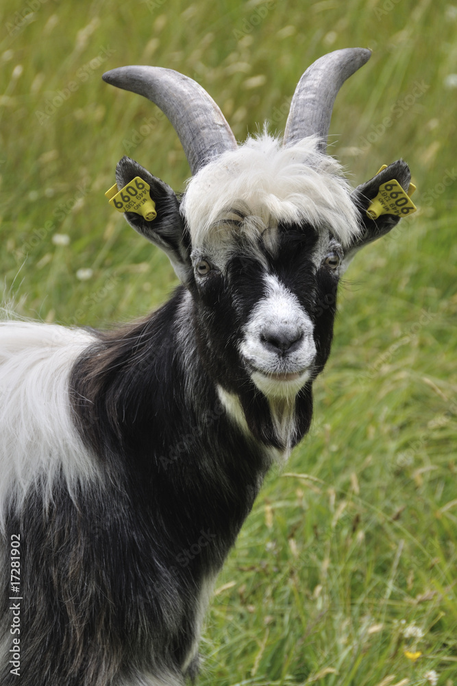 Fototapeta premium goat with clipses