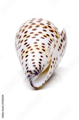 Muschel