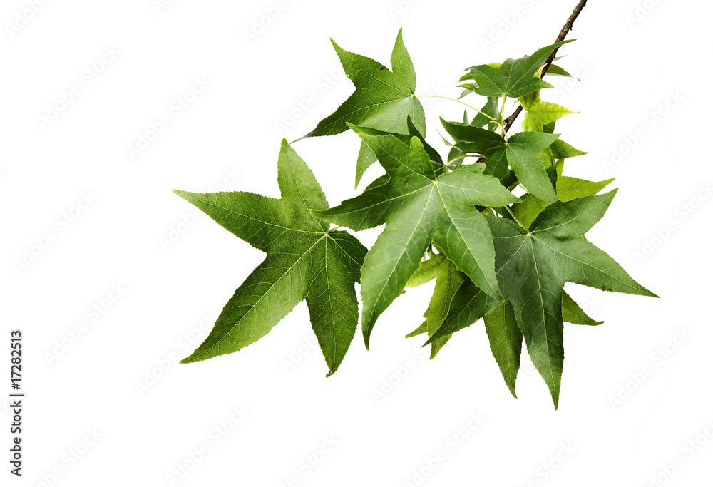 Obraz premium Blätter