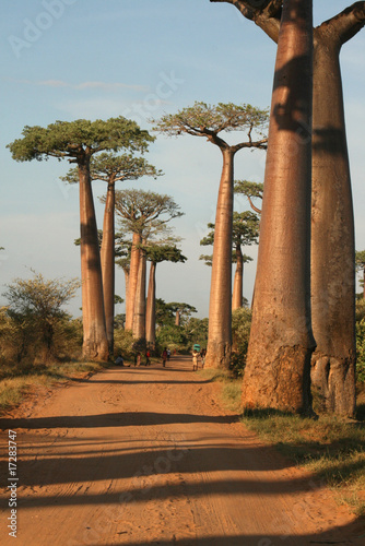 Fototapet Allée des baobabs