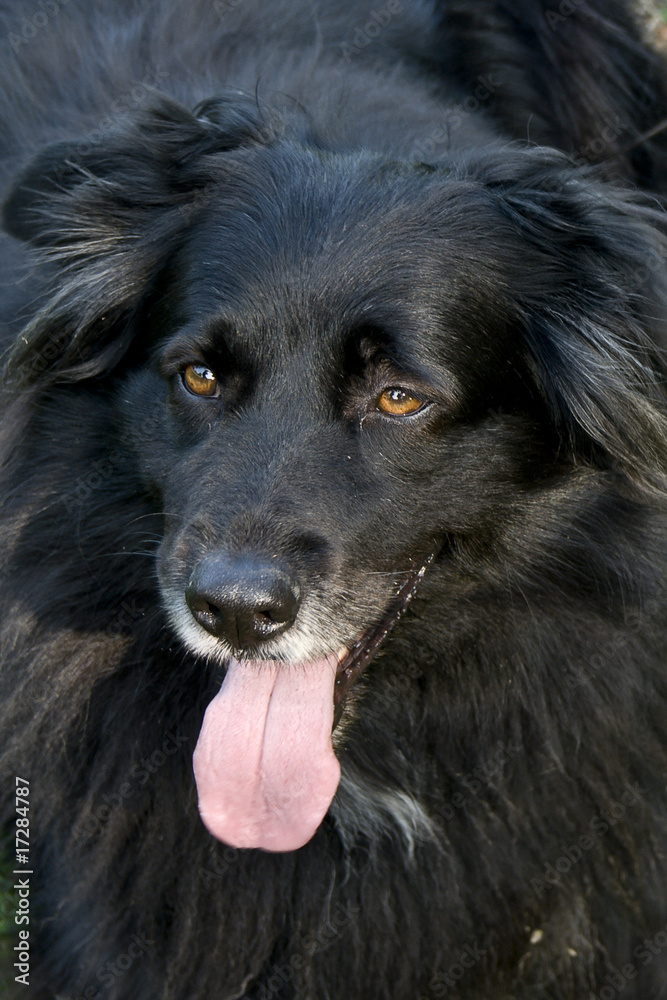 Fototapeta premium chiens