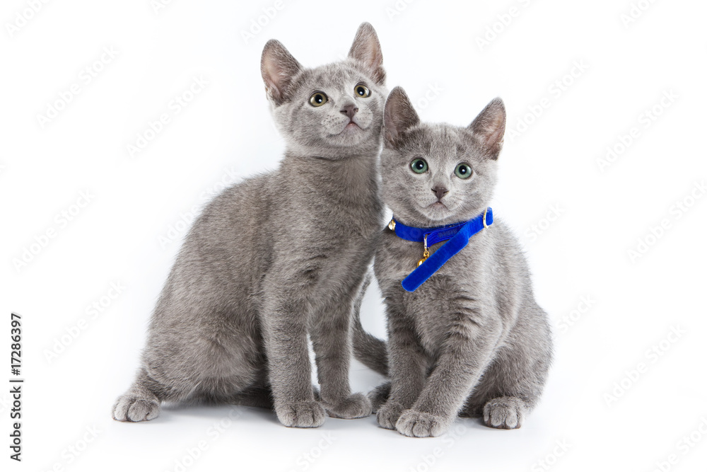 Fototapeta premium British kitten isolated on white