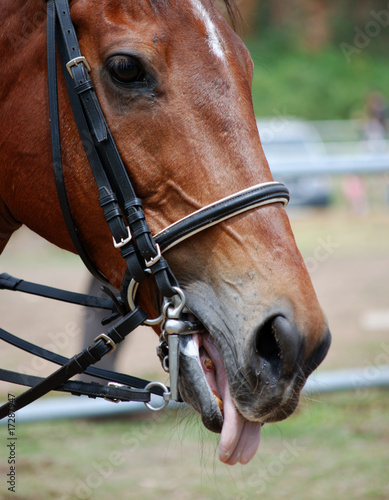 cheval rire © kris-la-Reunion