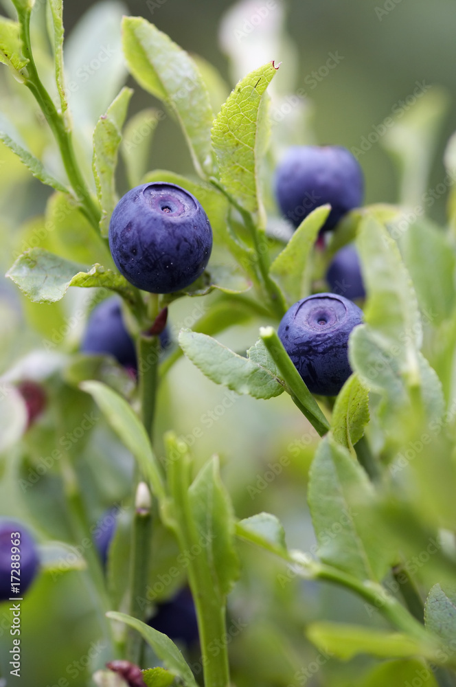 blueberry - forest product blueberry - forest product