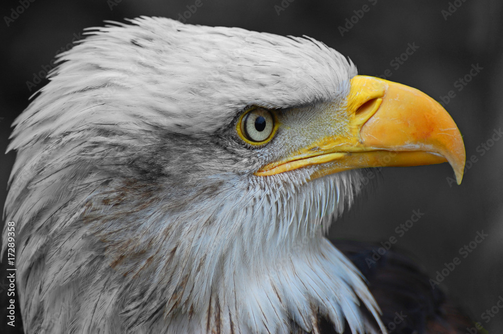 Obraz premium bald eagle head