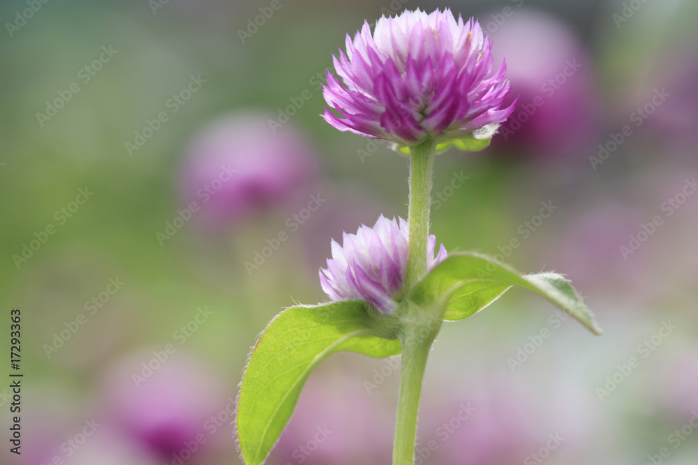 Obraz premium センニチコウ