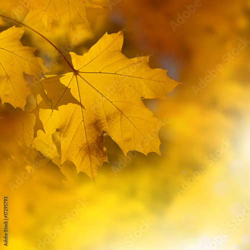 autumn orange leaves for background
