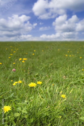 Grass field with dandelions in flower