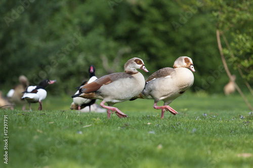 Enten im Gleichschritt photo