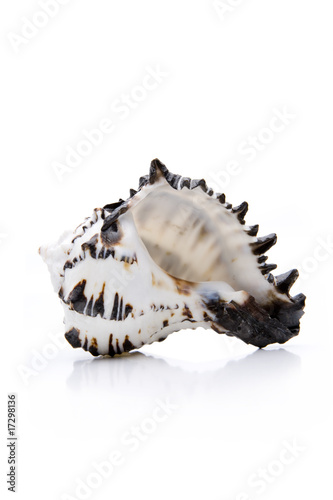 Stachelschnecke