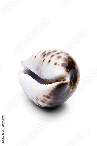 Tigerschnecke