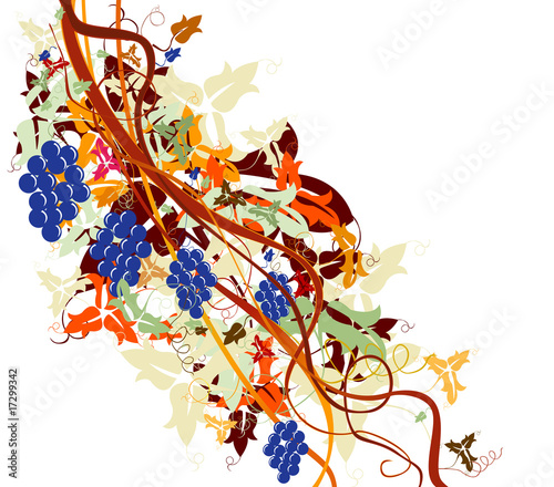 grapevine