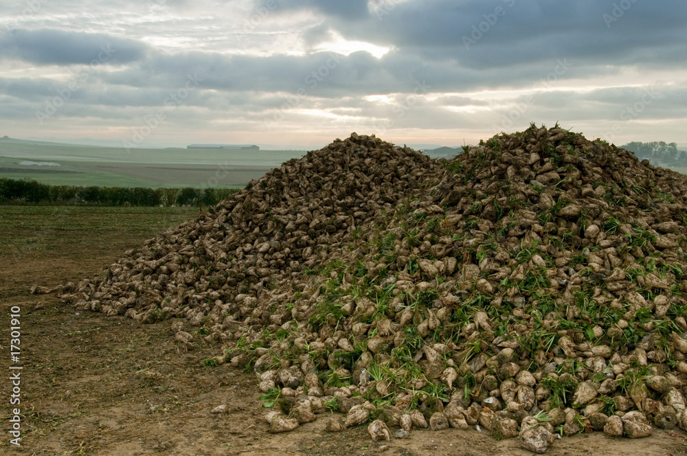 Tas de betteraves sucrières sous un ciel chargé Tas de betteraves sucrières sous un ciel chargé