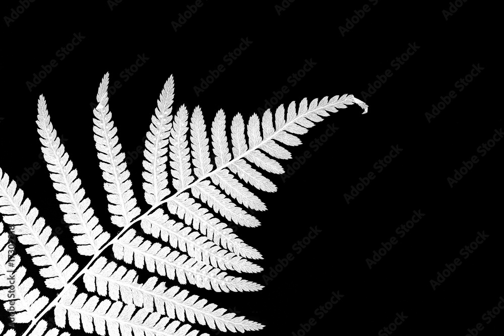 Naklejka premium white fern on a black background