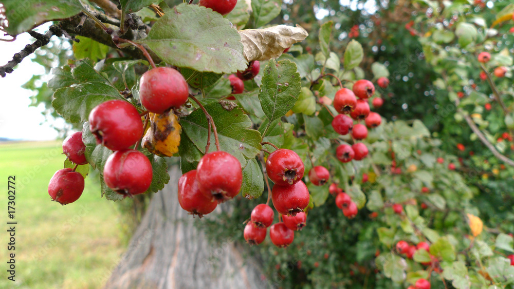 Weisdornbeeren Weisdornbeeren