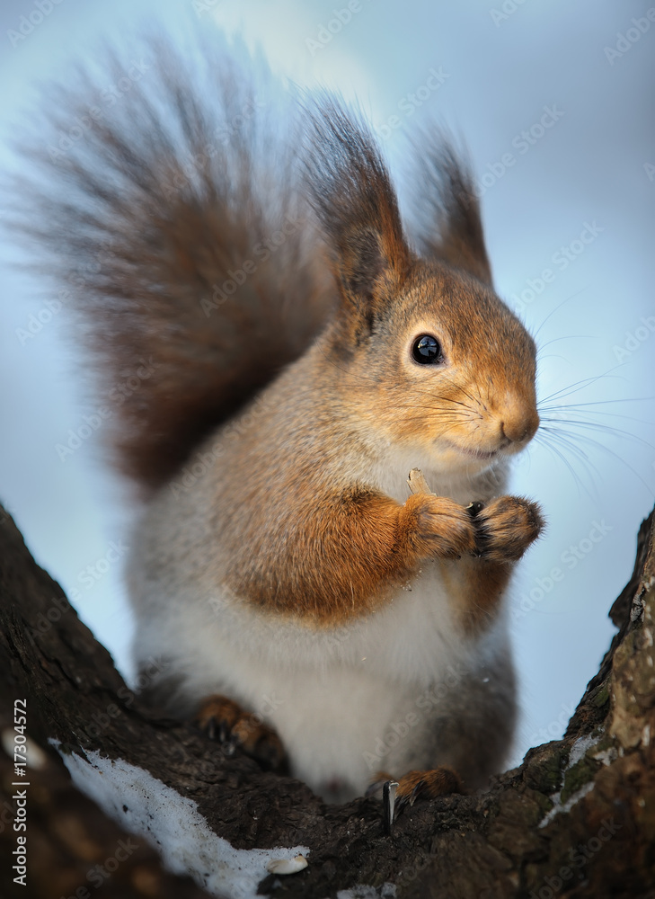 Obraz premium The squirrel