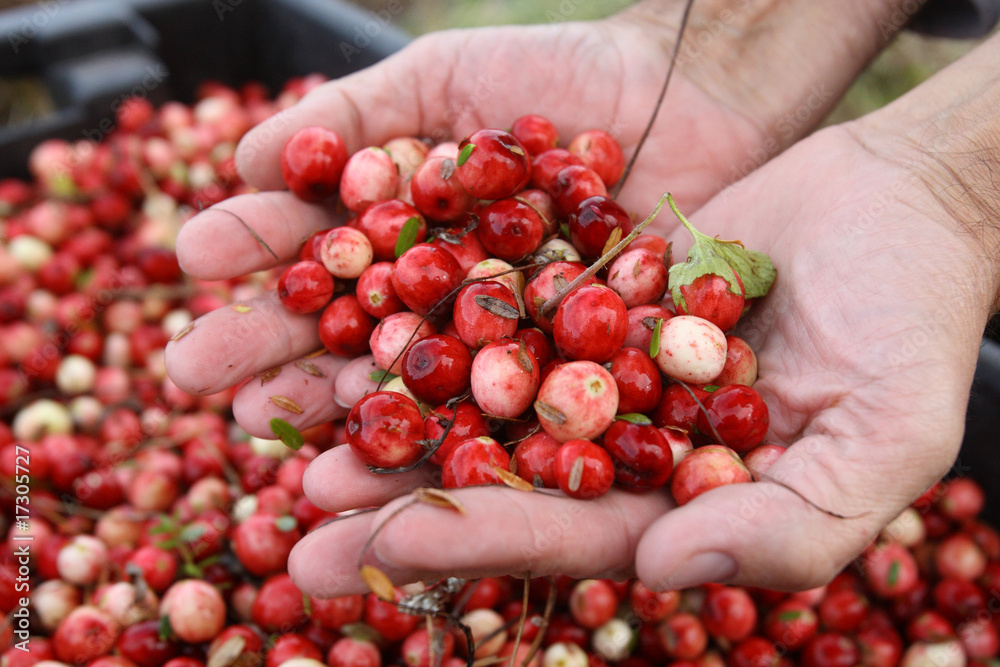cranberry in hands
