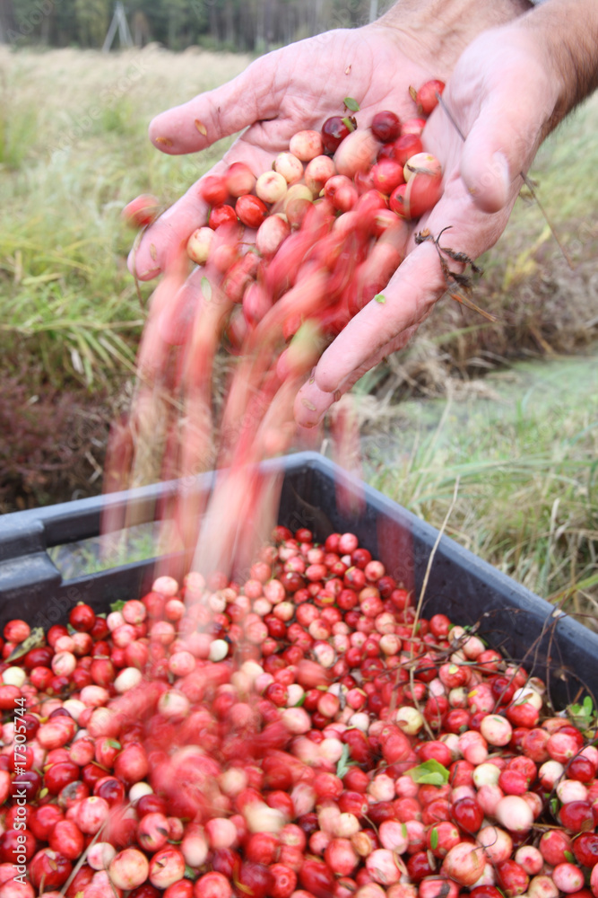 cranberry in hands