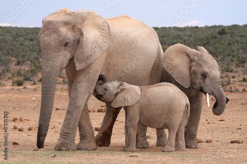 Suckling Baby Elephant