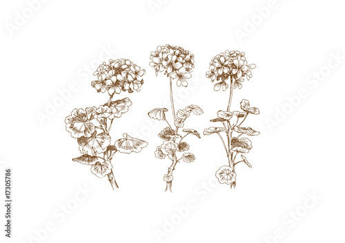 geranium