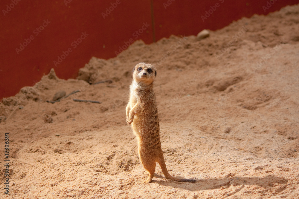 Fototapeta premium Small meerkat