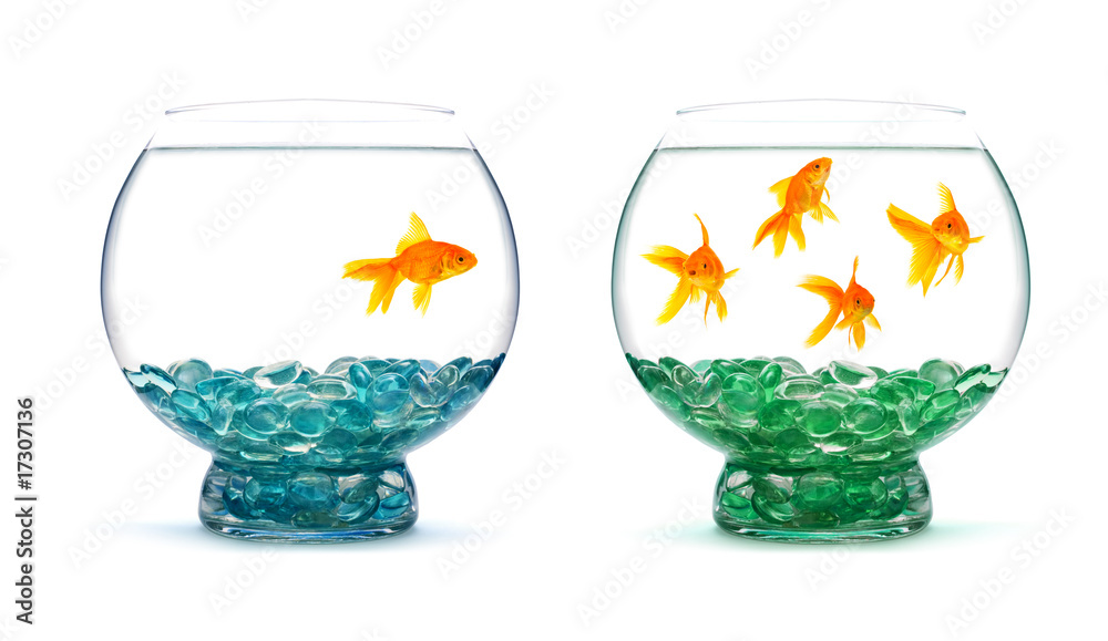 Goldfish Goldfish