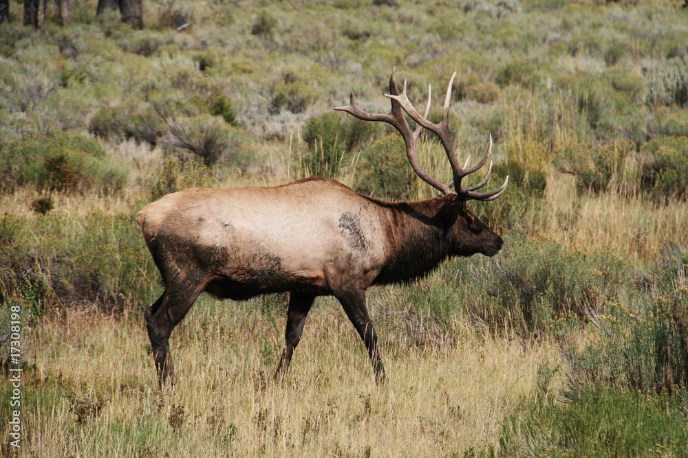 Bull elk