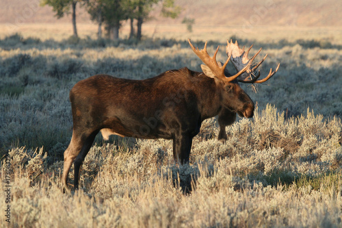 Bull moose