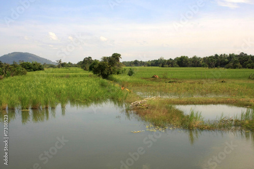 Vászonkép riziére,Cambodge