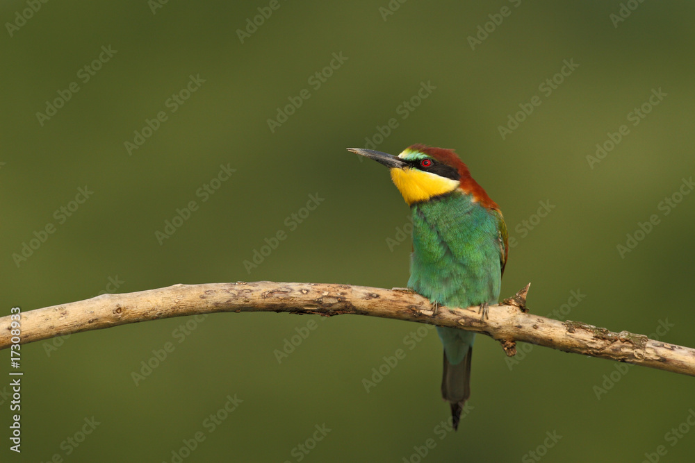 Fototapeta premium Gruccione